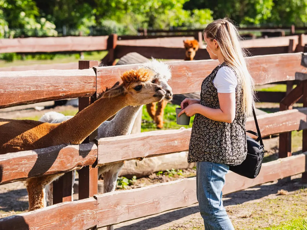 dzieci w zagrodzie edukacyjnej karmiące alpaki lub kozy