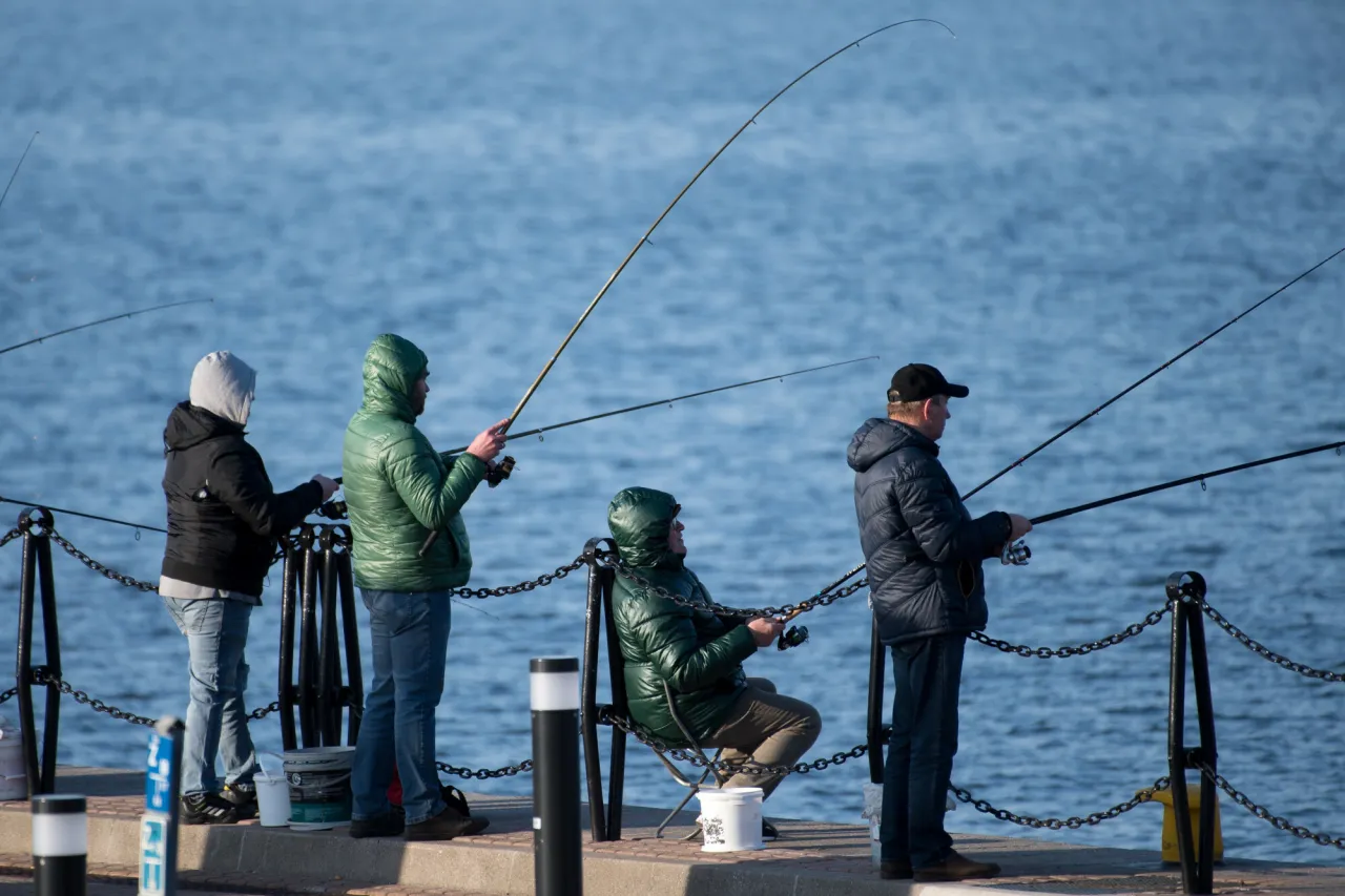 Wędkarstwo śledziowe z brzegu i kutra