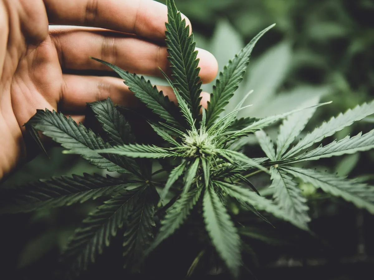 Negatywne skutki palenia marihuany