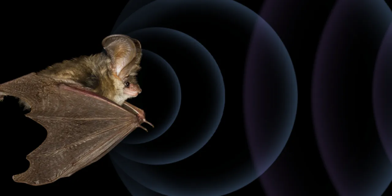 nietoperz echolokacja