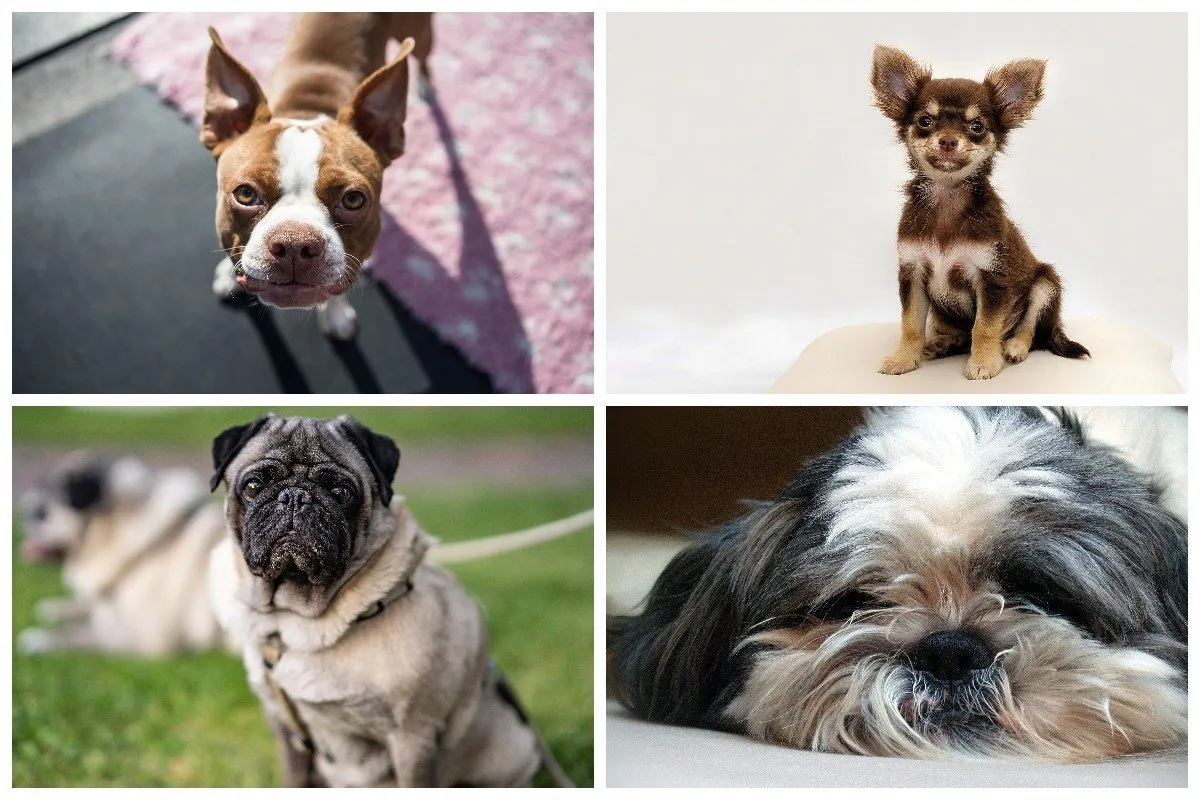 rasy psów dla seniora kolaż