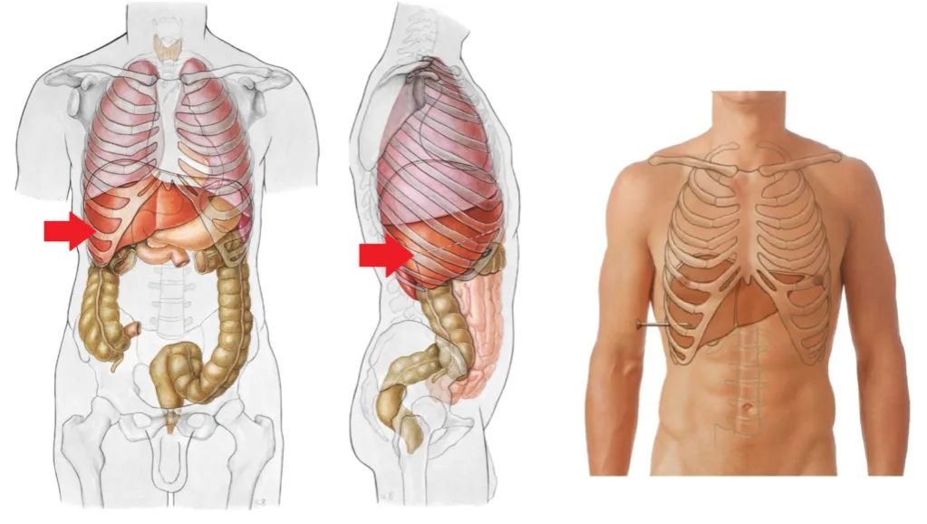 Wątroba człowieka anatomia i choroby