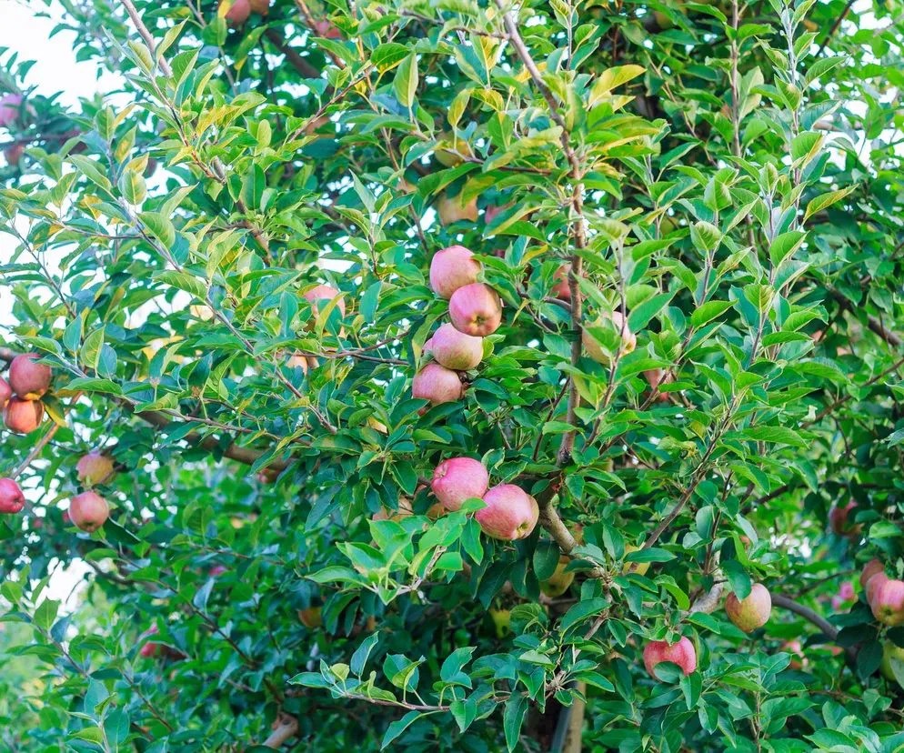 drzewa owocowe na prywatnej działce