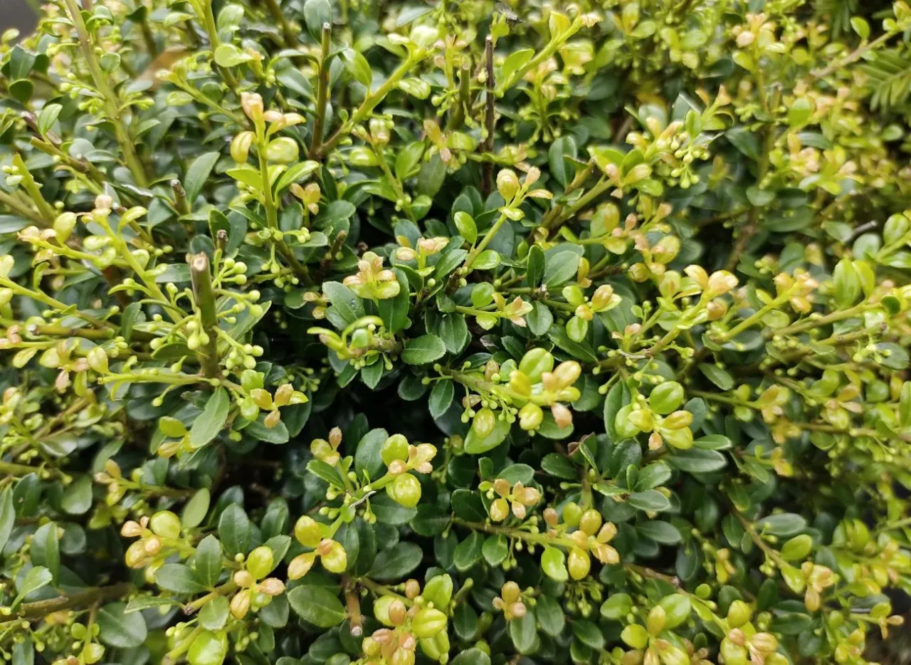 kwiaty bukszpanu makro