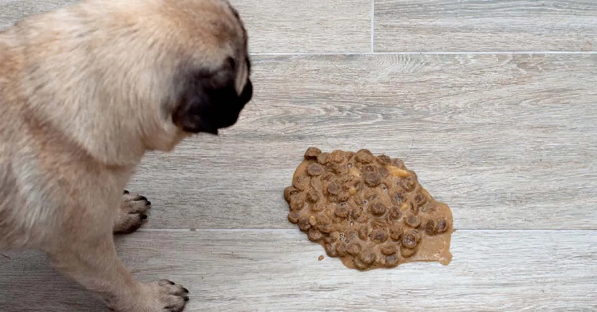 pies wymiotujący, pies u weterynarza