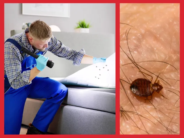 firma DDD oprysk na karaluchy