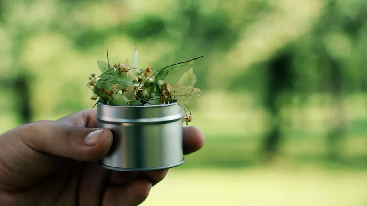 parzenie herbaty z lipy