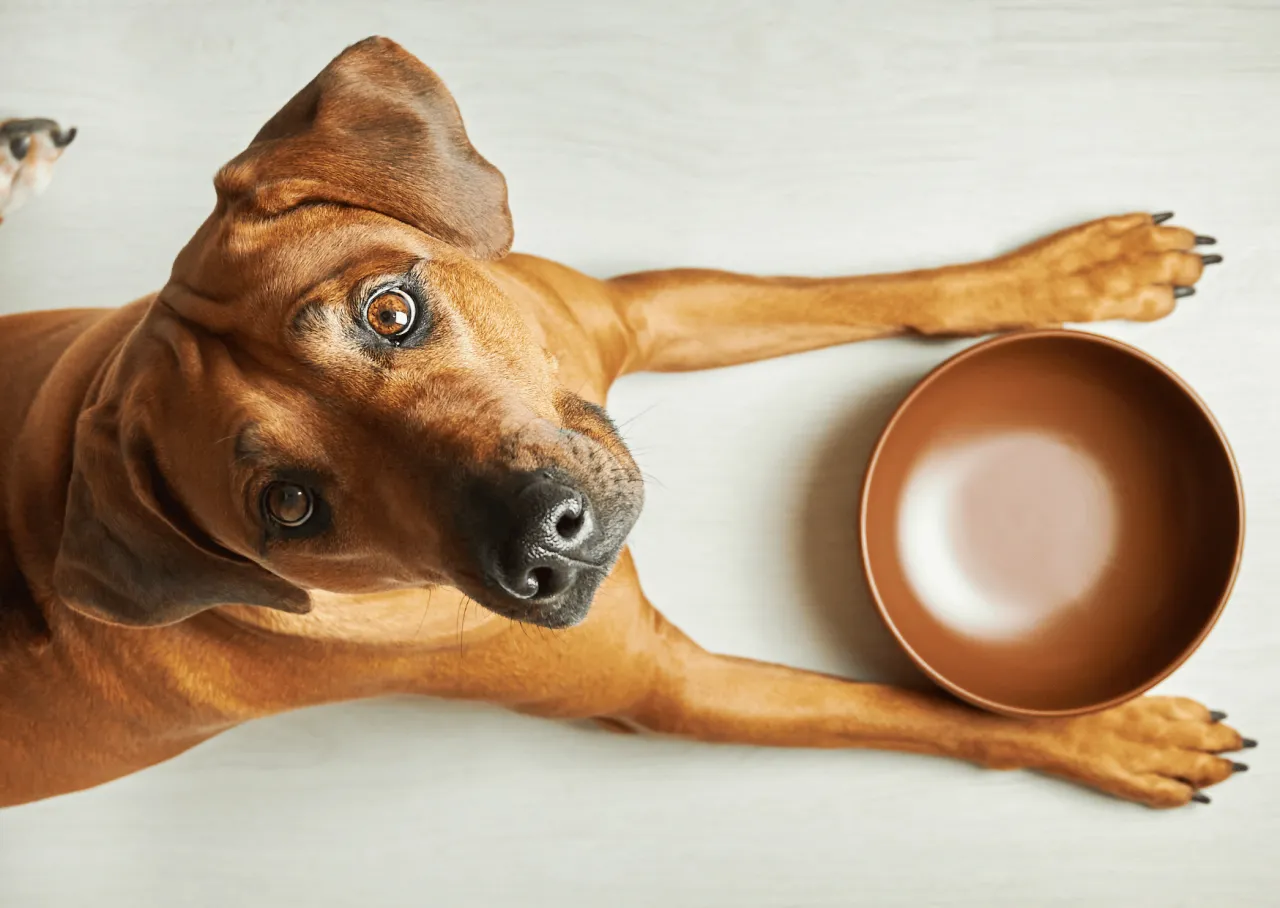 pies patrzy na miskę z ryżem i kurczakiem