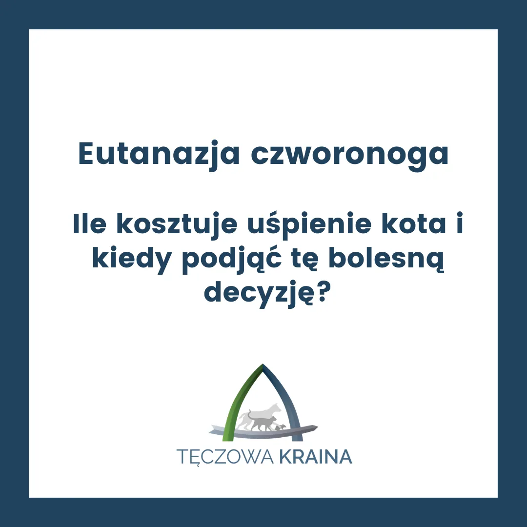 Zdjęcie Ile kosztuje eutanazja kota? Poznaj ceny i ważne informacje