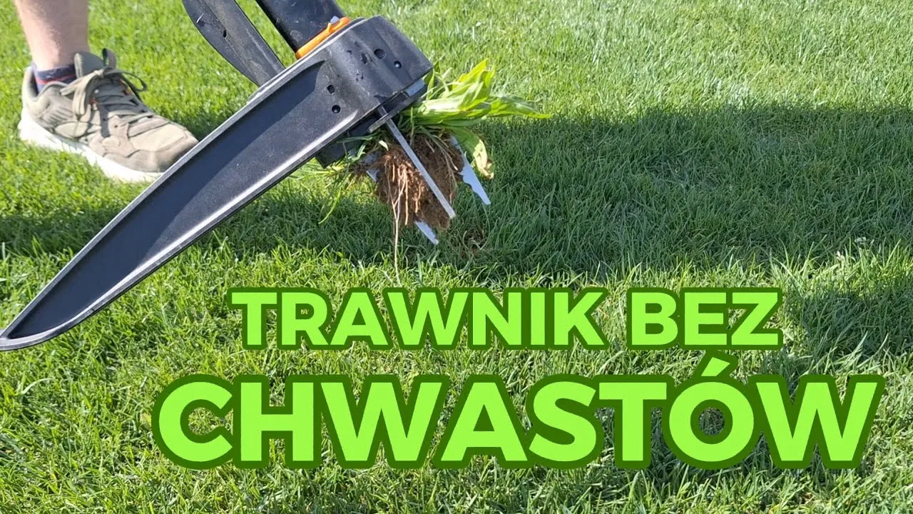 Zdjęcie Jak usunąć chwasty na cmentarzu bez uszkadzania nagrobków