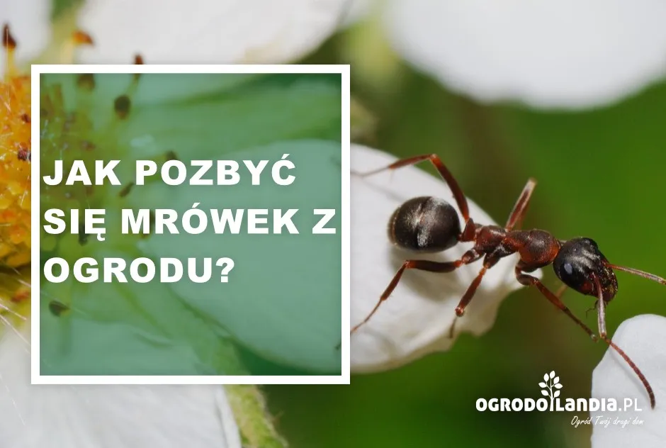 Zdjęcie Skuteczne sposoby na to, jak pozbyć się mrówek z ogrodu i cieszyć się przestrzenią