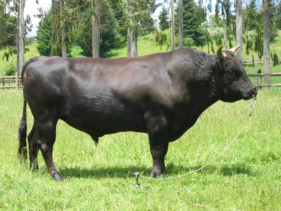 Zdjęcie Japońska wołowina: Poznaj sekrety wyjątkowego mięsa Wagyu