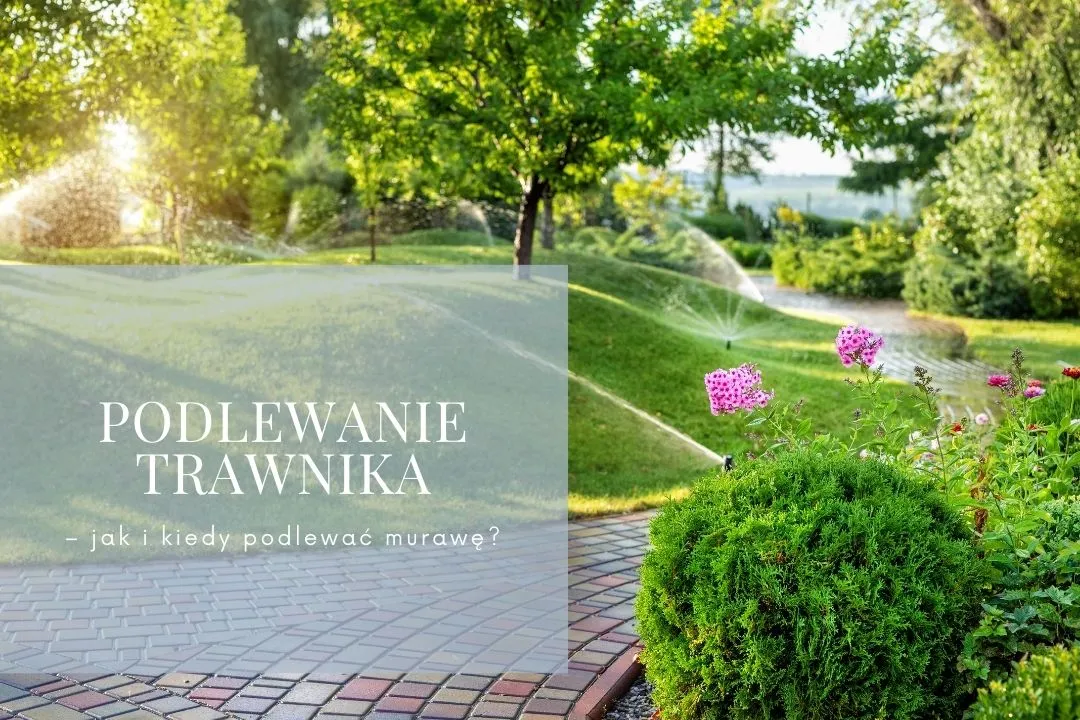 Zdjęcie Kiedy podlewać trawnik rano czy wieczorem, aby uniknąć błędów?