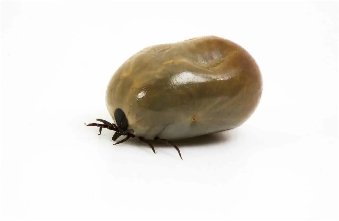 Zdjęcie De dónde nacen las pulgas y garrapatas y cómo evitar su infestación