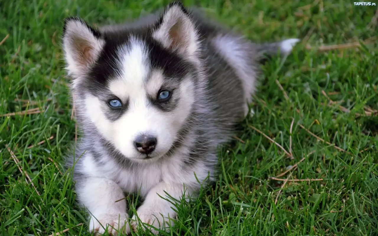 Zdjęcie Jak wygląda pies husky? Charakterystyka, cechy fizyczne i porównanie z innymi rasami