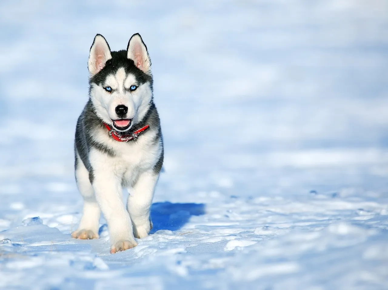 Zdjęcie Ile kosztuje husky z rodowodem? Ceny, które zaskoczą każdego właściciela
