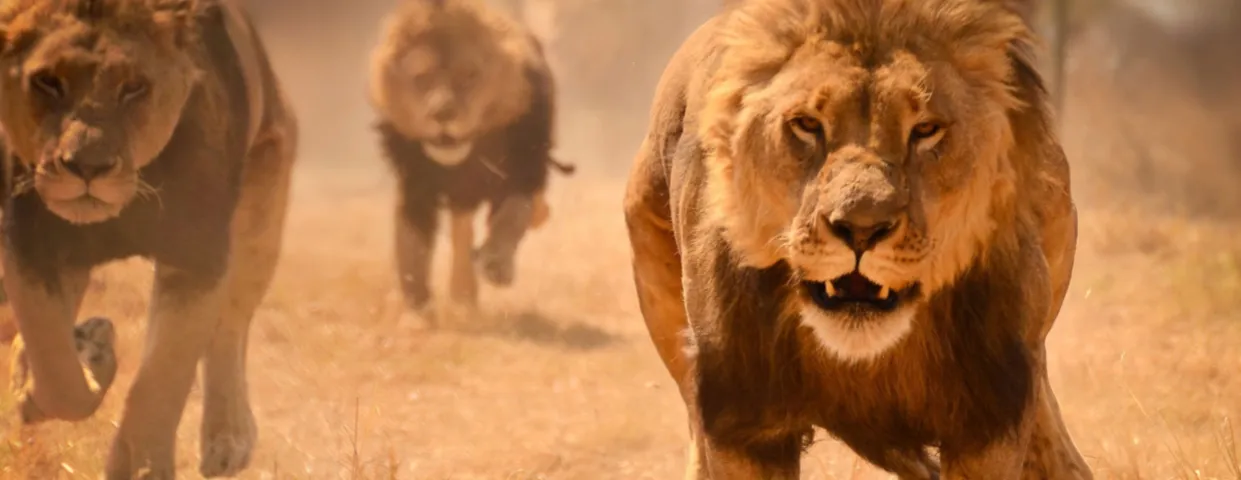 Zdjęcie Film o lwach ludojadach – prawdziwa historia lwów z Tsavo i ich ofiar