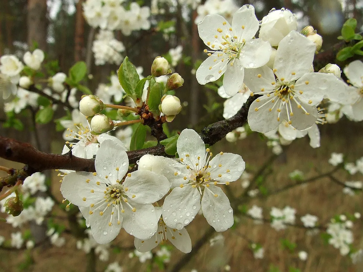 Zdjęcie Kiedy kwitnie tarnina? Poznaj sekretny czas i piękno