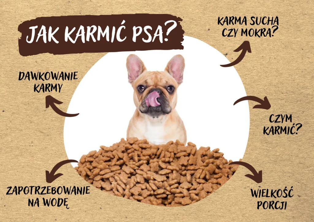 Zdjęcie Czy pies może jeść tylko suchą karmę? Sprawdź, co musisz wiedzieć
