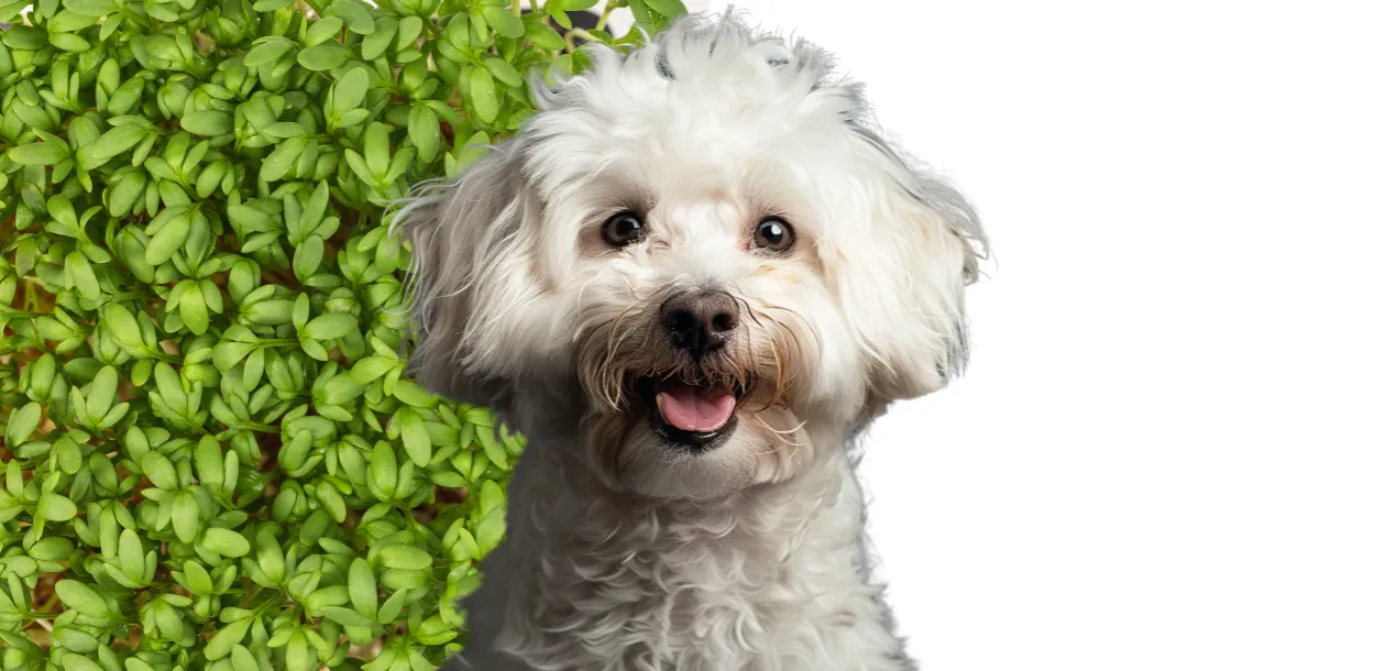 Zdjęcie Czy pies może jeść rzeżuchę? Sprawdź, co musisz wiedzieć o bezpieczeństwie