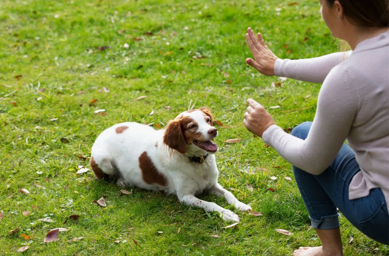 Zdjęcie Jak wytresować psa w domu - skuteczne metody i najczęstsze błędy