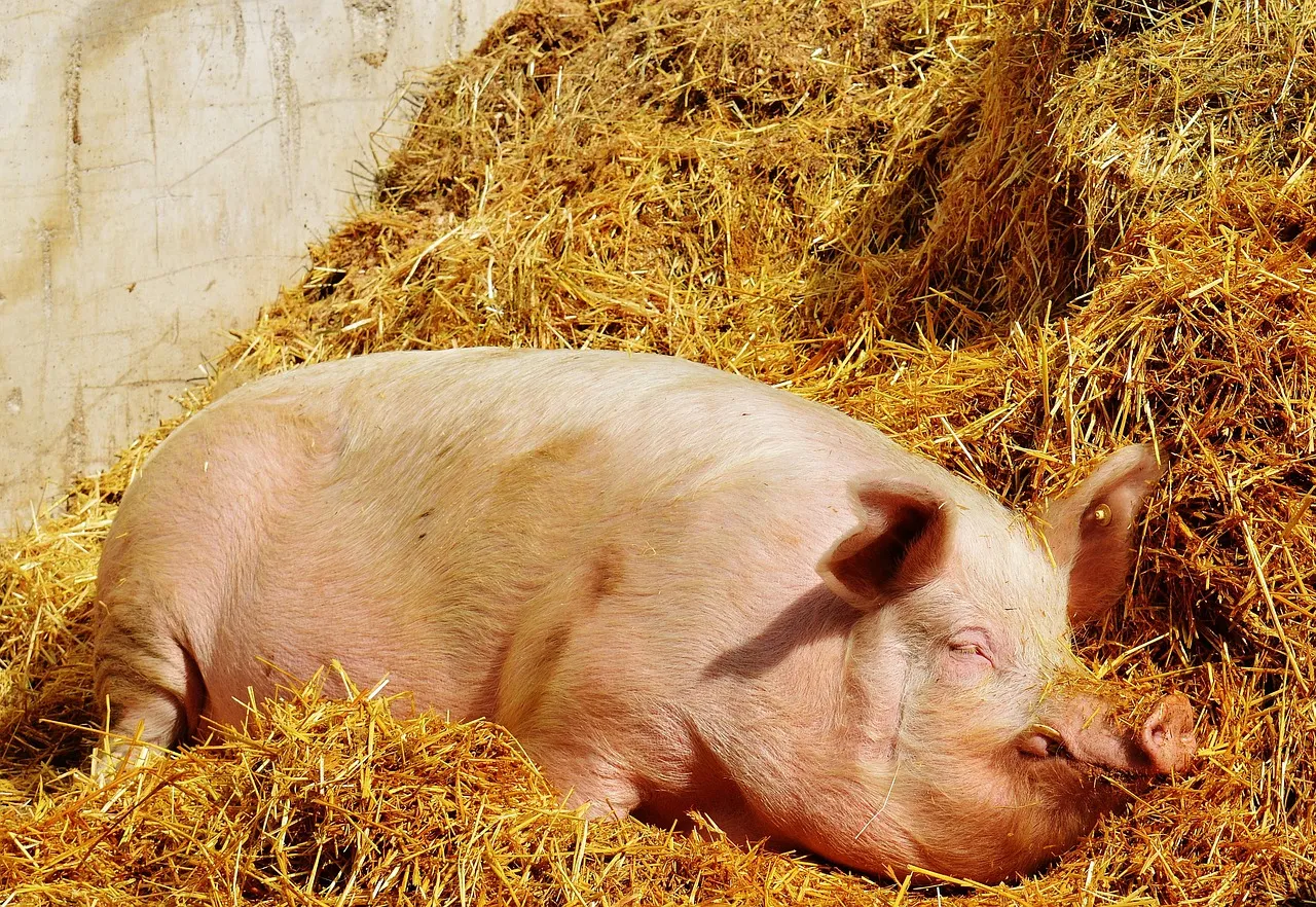 Zdjęcie Plan bezpieczeństwa biologicznego: Ochrona hodowli świń krok po kroku