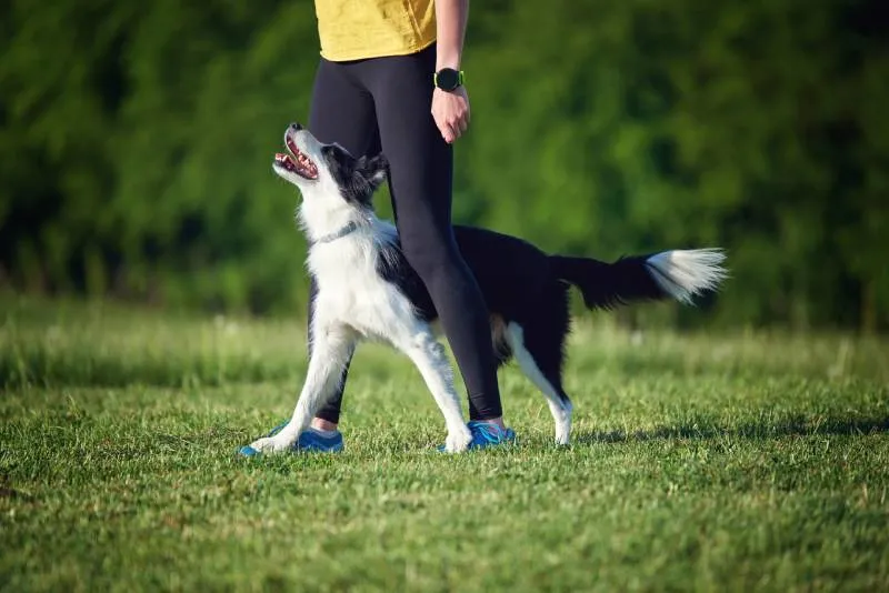 Zdjęcie Skuteczne metody jak wytresować border collie: kompletny poradnik tresury