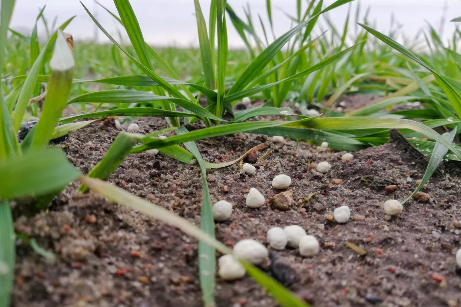 Zdjęcie Kiedy siać wapno pod zboża ozime, aby uniknąć błędów w uprawie?