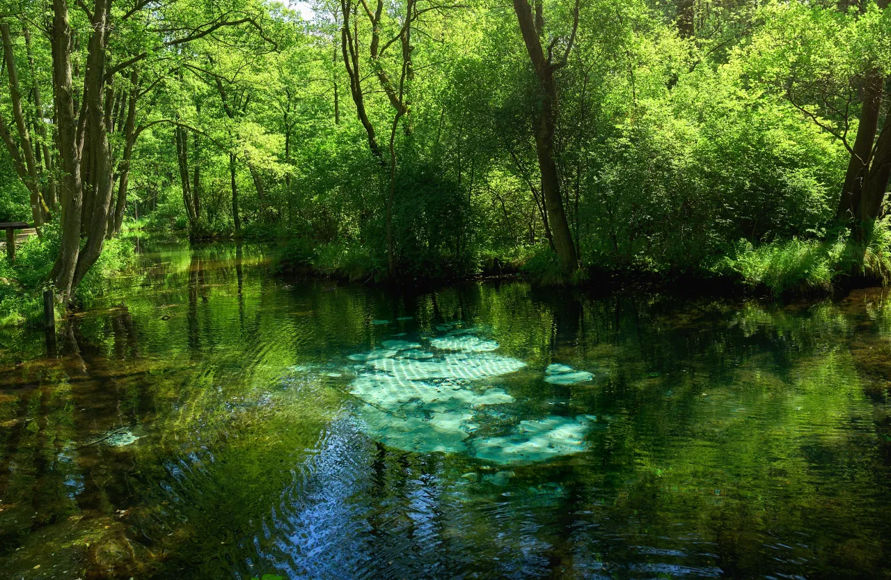 Niebieskie Źr&oacute;dła, rezerwat przyrody, zachwycają krystalicznie czystą wodą i bujną zielenią lasu.