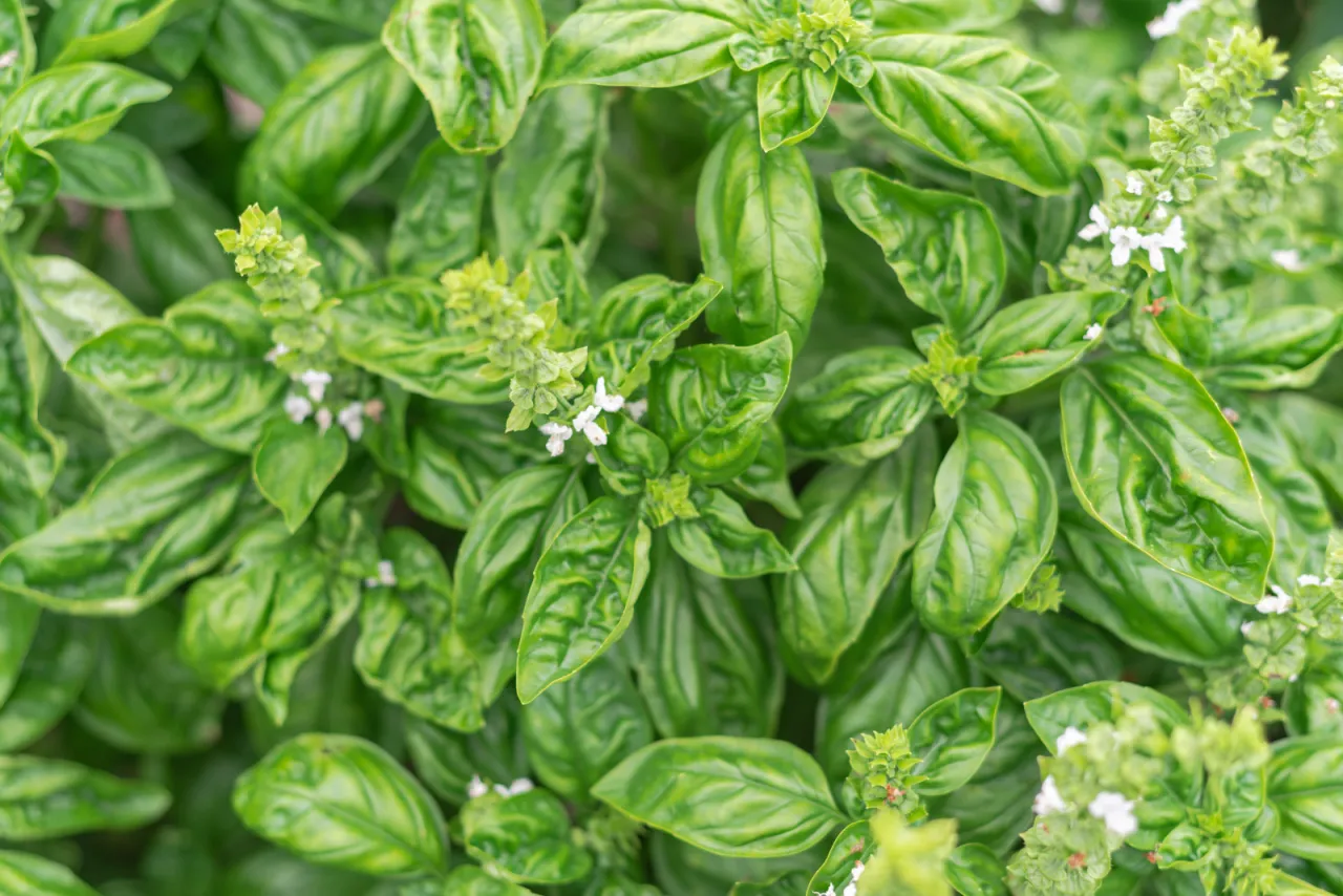 Gęste, zielone liście bazylii z drobnymi białymi kwiatami. Idealny czas, by zastanowić się, kiedy zbierać bazylię, by cieszyć się jej aromatem.