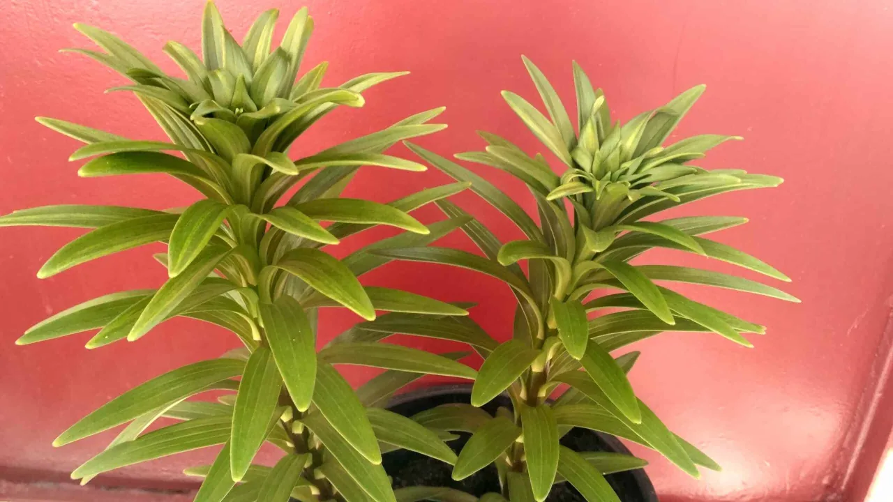 Sadzenie cebulek lilii w doniczce