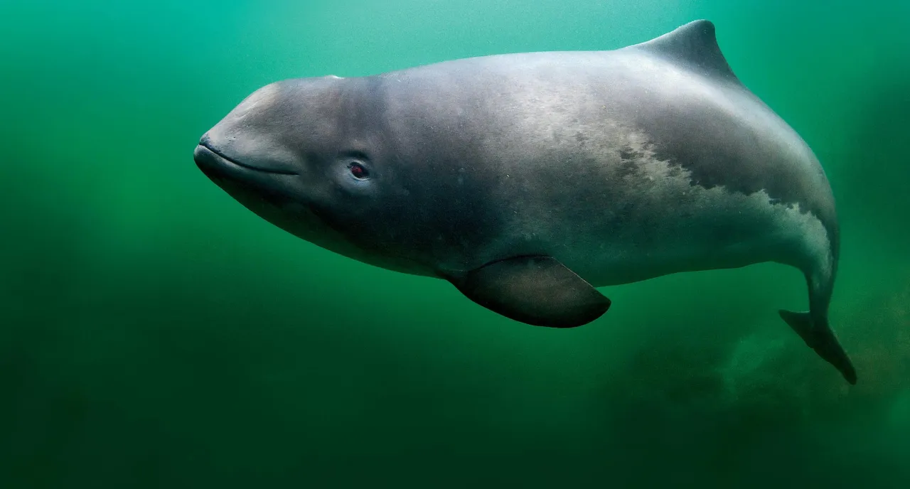 Fauna Morza Bałtyckiego foka morświn ryby