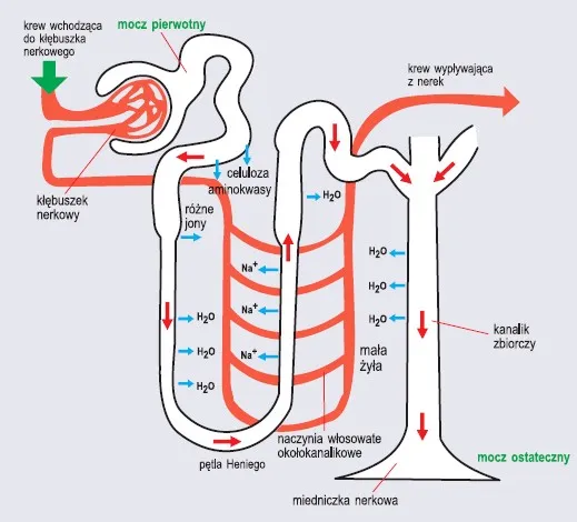nerki filtracja schemat