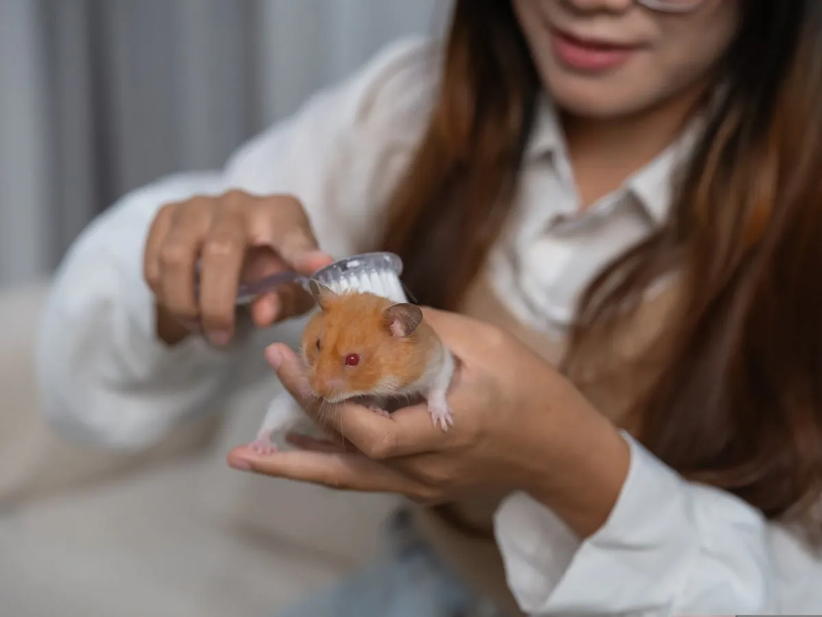 Rodzic z dzieckiem i chomikiem