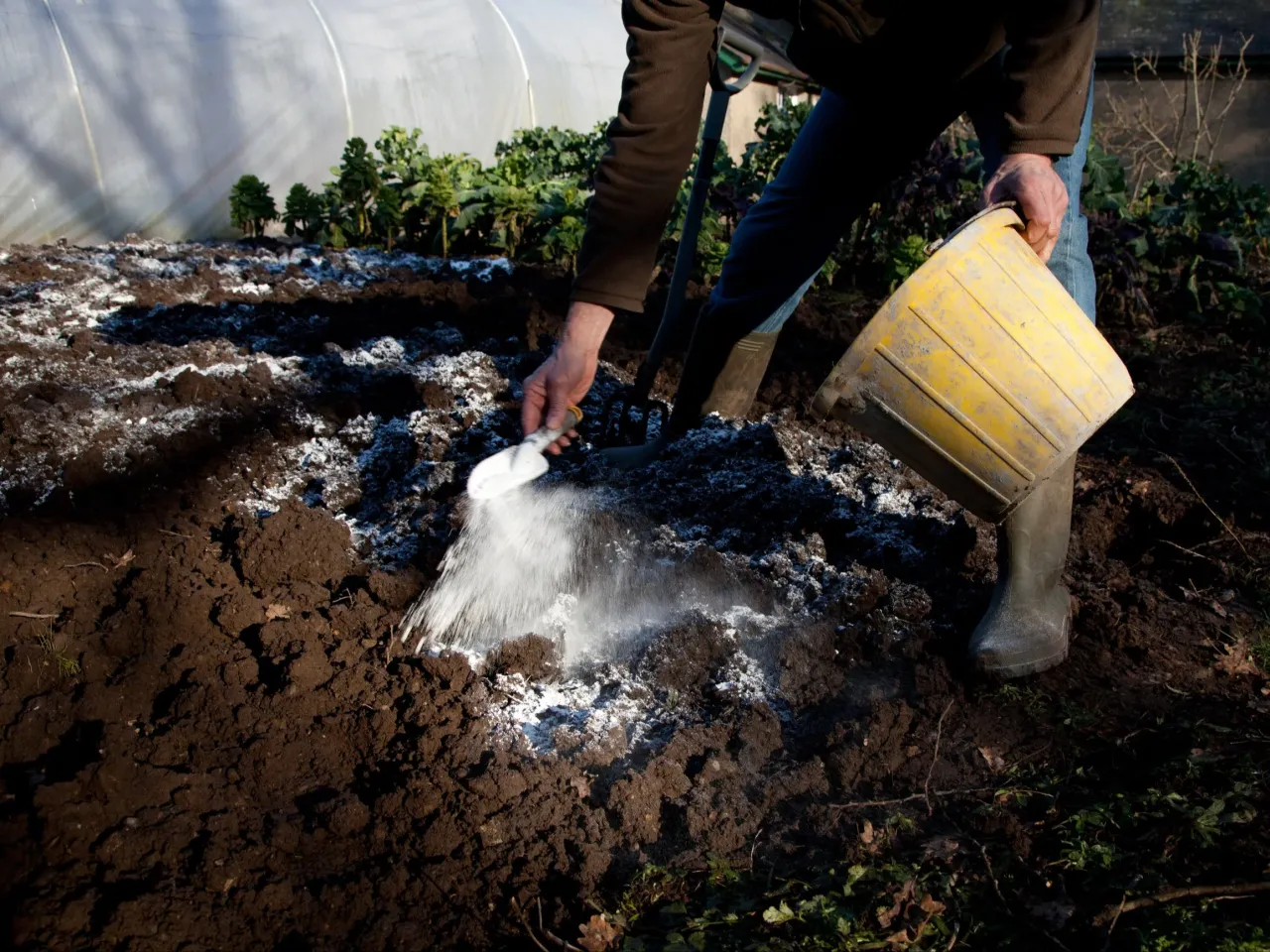 Osoba rozsypuje biały proszek z łopatki na ziemię, pokazując, jak uzupełnić wapń w glebie. Obok stoi żółte wiadro.