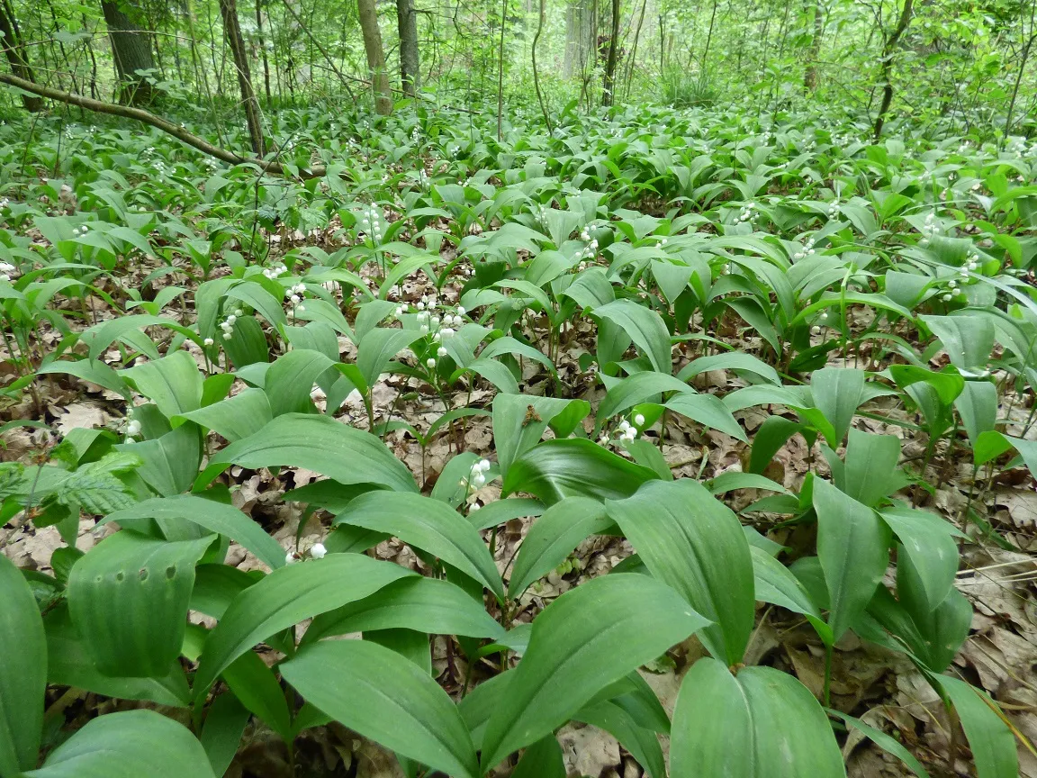 konwalie w ogrodzie i w lesie