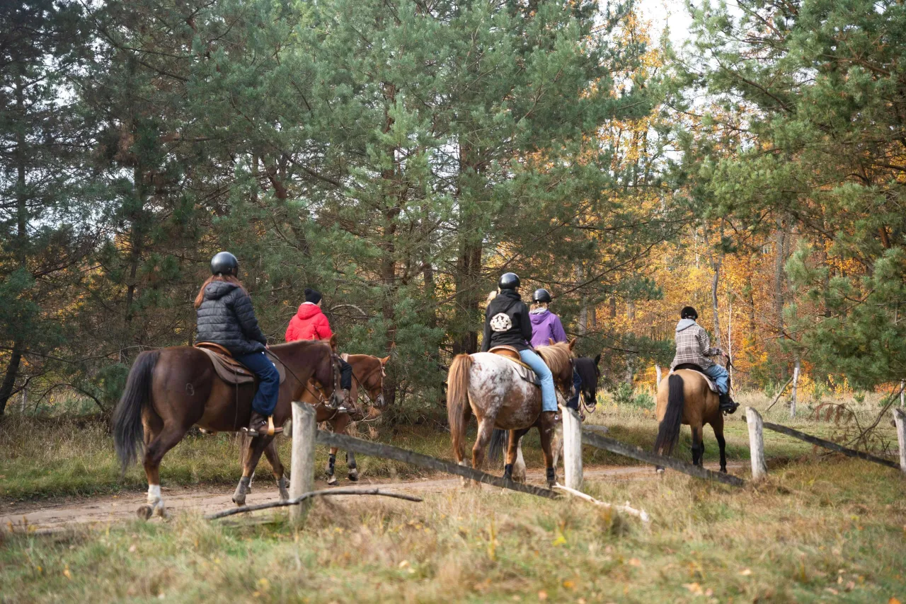 Stadnina koni w okolicach Poznania