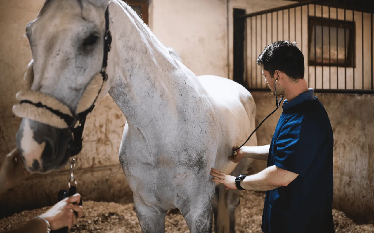 zapobieganie kolce u konia