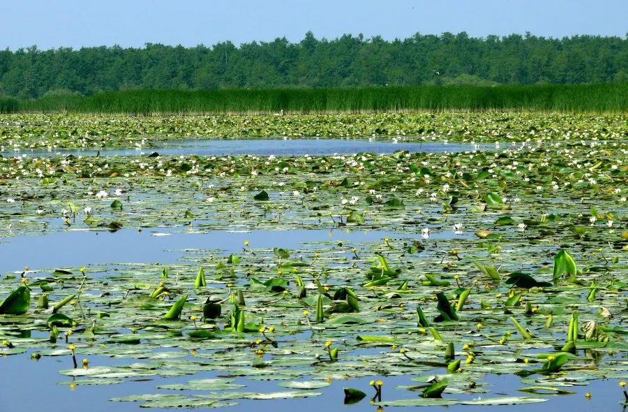 Jezioro Drużno rezerwat ptaków