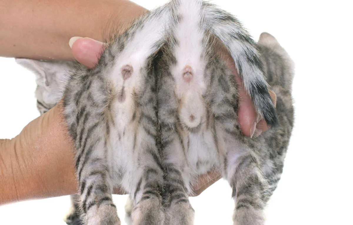 małe kocięta r&oacute;żnice w płci