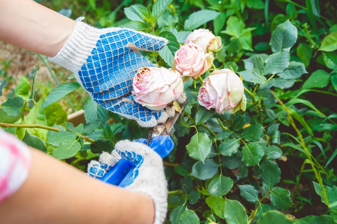 Rękawiczki ogrodnicze przycinają przekwitłe róże. Dowiedz się, kiedy i jak przycinać róże, by pięknie kwitły.
