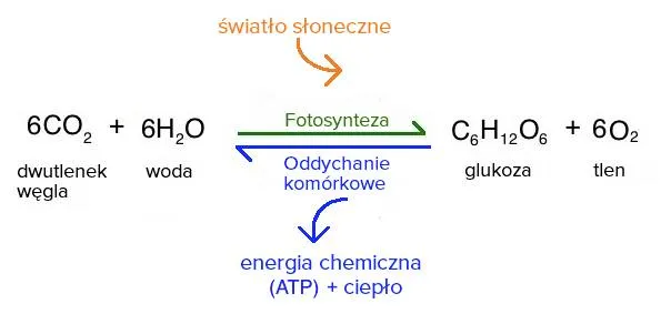 Schemat fotosyntezy i oddychania kom&oacute;rkowego