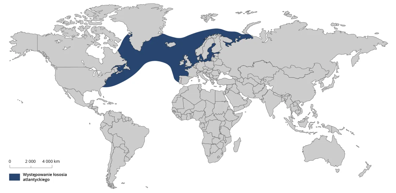 Mapa występowania łososia bałtyckiego w rzekach i morzu