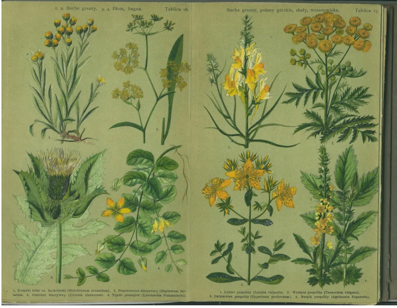 rośliny łąkowe do zielnika