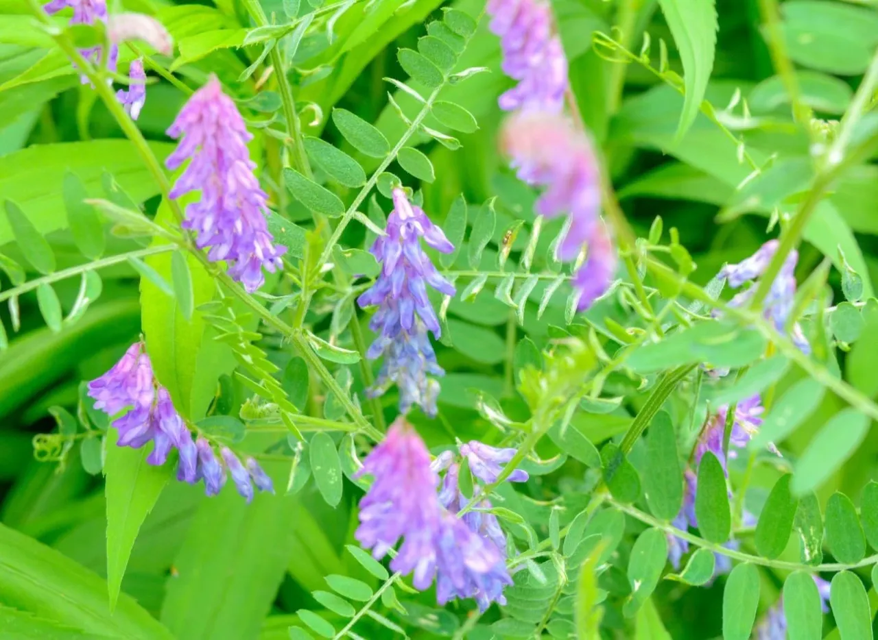 Fiołkowe kwiaty wyki pospolitej, rośliny, kt&oacute;re nie lubią kwaśnej gleby, wśr&oacute;d zielonych liści.