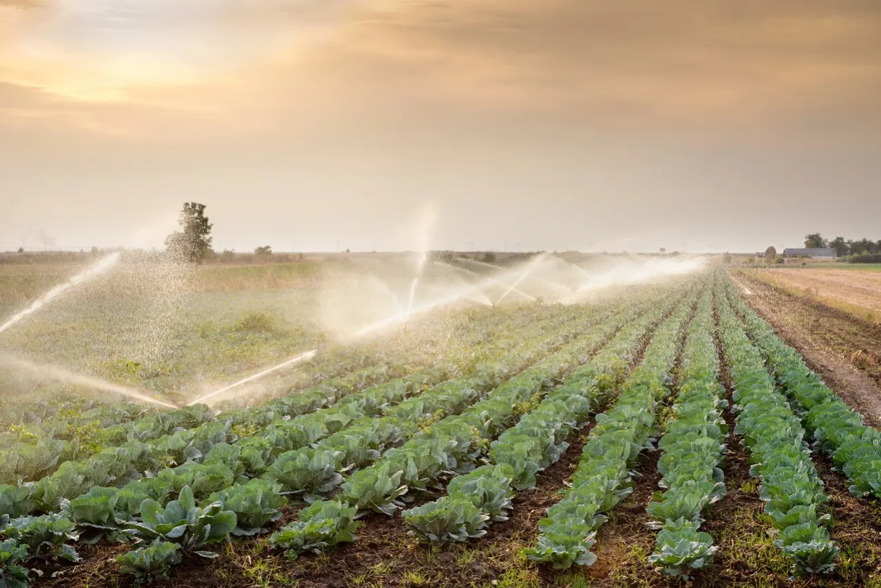 Zdjęcie Repartir las aguas para el riego: técnicas efectivas para optimizar el agua