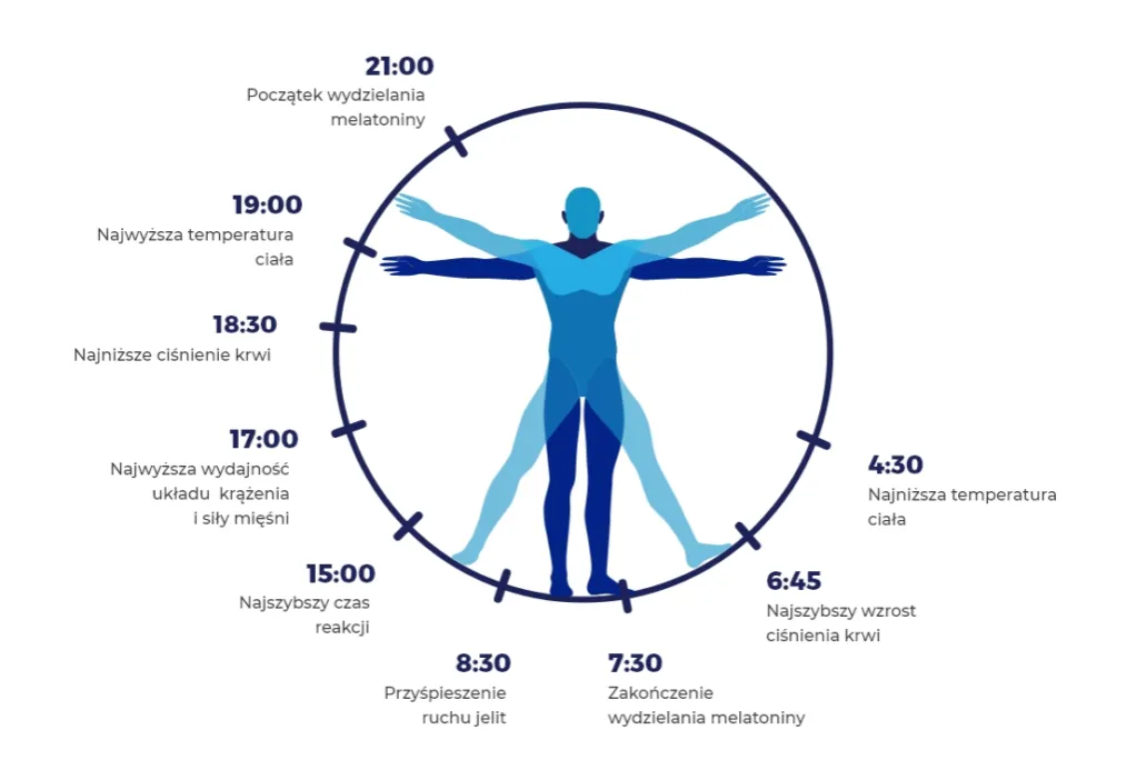 zegar biologiczny rytm dobowy wpływ na metabolizm