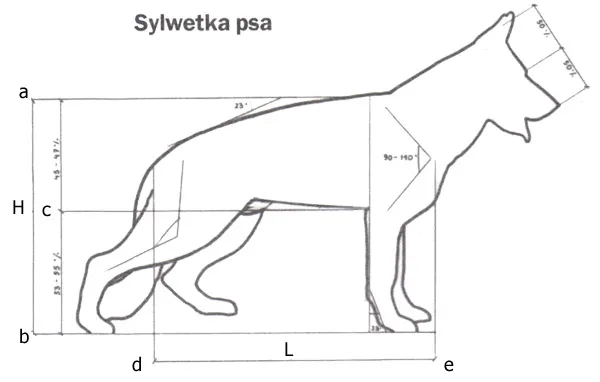 Skala kondycji ciała psa owczarek niemiecki