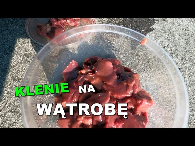 jak prawidłowo kroić wątrobę na przynętę wędkarską