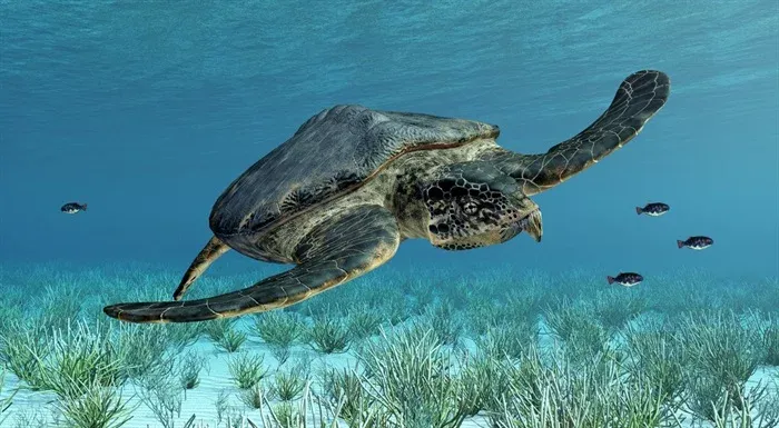 ż&oacute;łw sk&oacute;rzasty, ż&oacute;łw słoniowy, Archelon ischyros rekonstrukcja